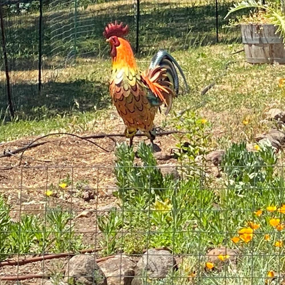 CoqLumi – Figurine solaire de jardin